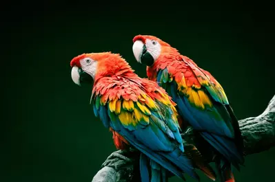 parrots