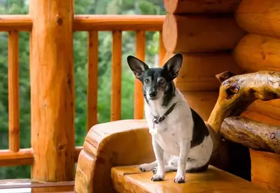 A small dog sitting on the porch of a pet friendly cabin rental.