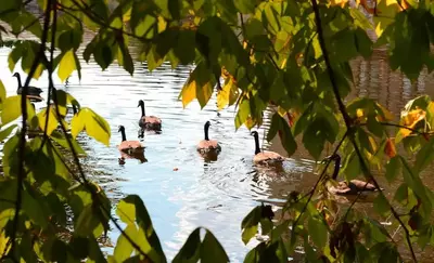 Ducks swimming in the river near the Pigeon Forge Old Mill.