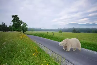 Polar bear in Cades Cove