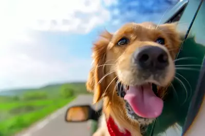 Dog hanging head out window of car